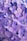 purple flowers with green leaves