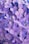 purple flowers with green leaves