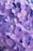purple flowers with green leaves