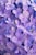 purple flowers with green leaves