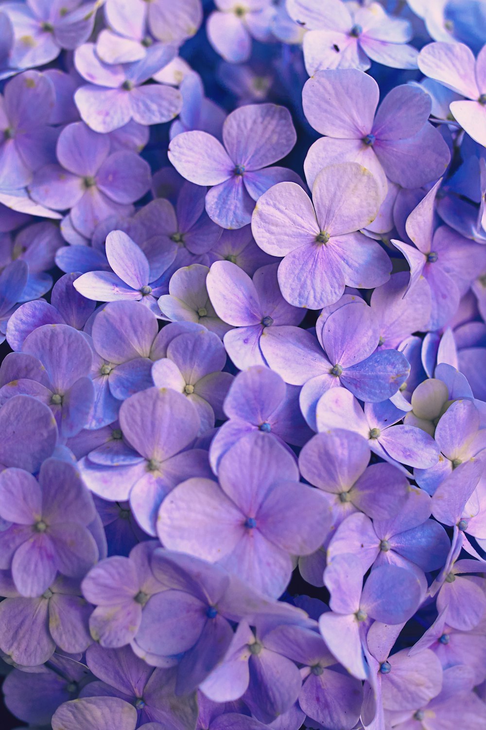 purple flowers with green leaves