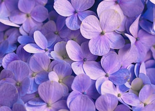 purple flowers with green leaves
