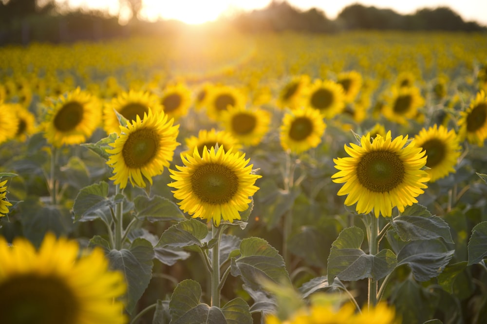 sunflower field during day time