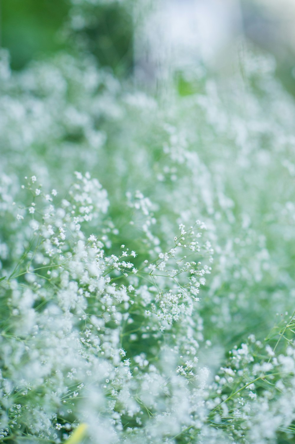 green grass with water droplets