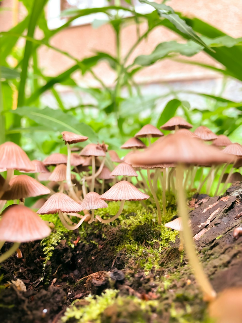 brown mushrooms on brown soil