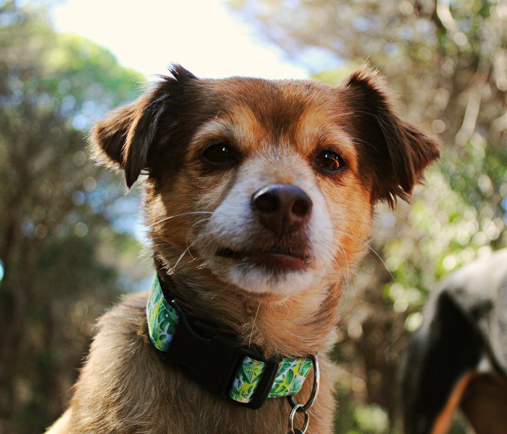 brown and white short coated dog