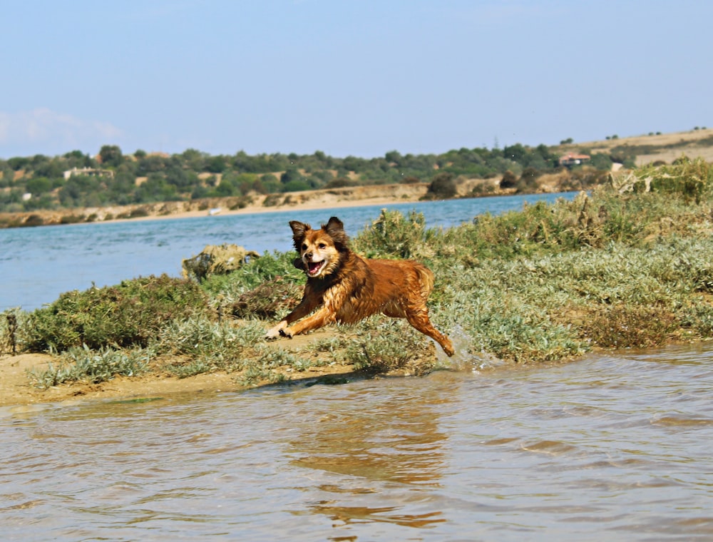 brown and black short coated dog running on water during daytime