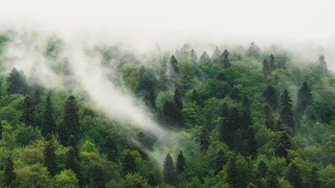 Tropical and subtropical coniferous forests photo spot Bucegi Mountains Romania
