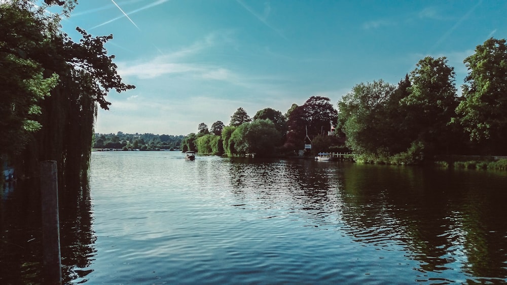 alberi verdi accanto allo specchio d'acqua durante il giorno