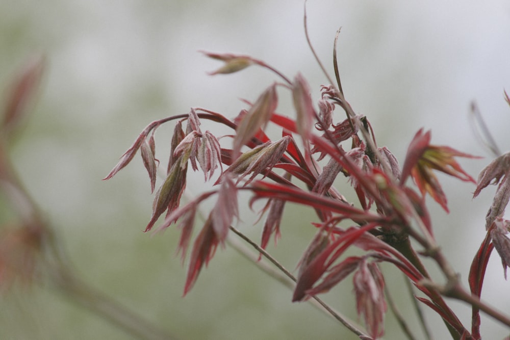 接写の赤と緑の植物