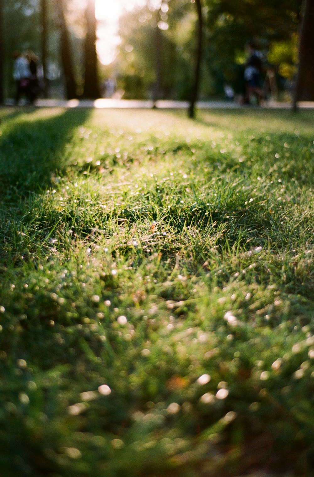 Với những bông cỏ xanh mượt mà được dàn trải đều trên một bãi cỏ, hình ảnh này sẽ đưa bạn đến với những cảnh quan tự nhiên đầy tươi mới. Hãy xem hình để tận hưởng khoảnh khắc yên bình.