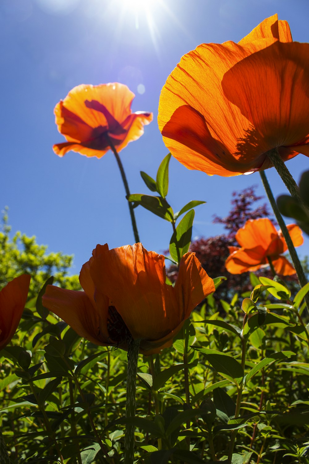 yellow flower in bloom during daytime