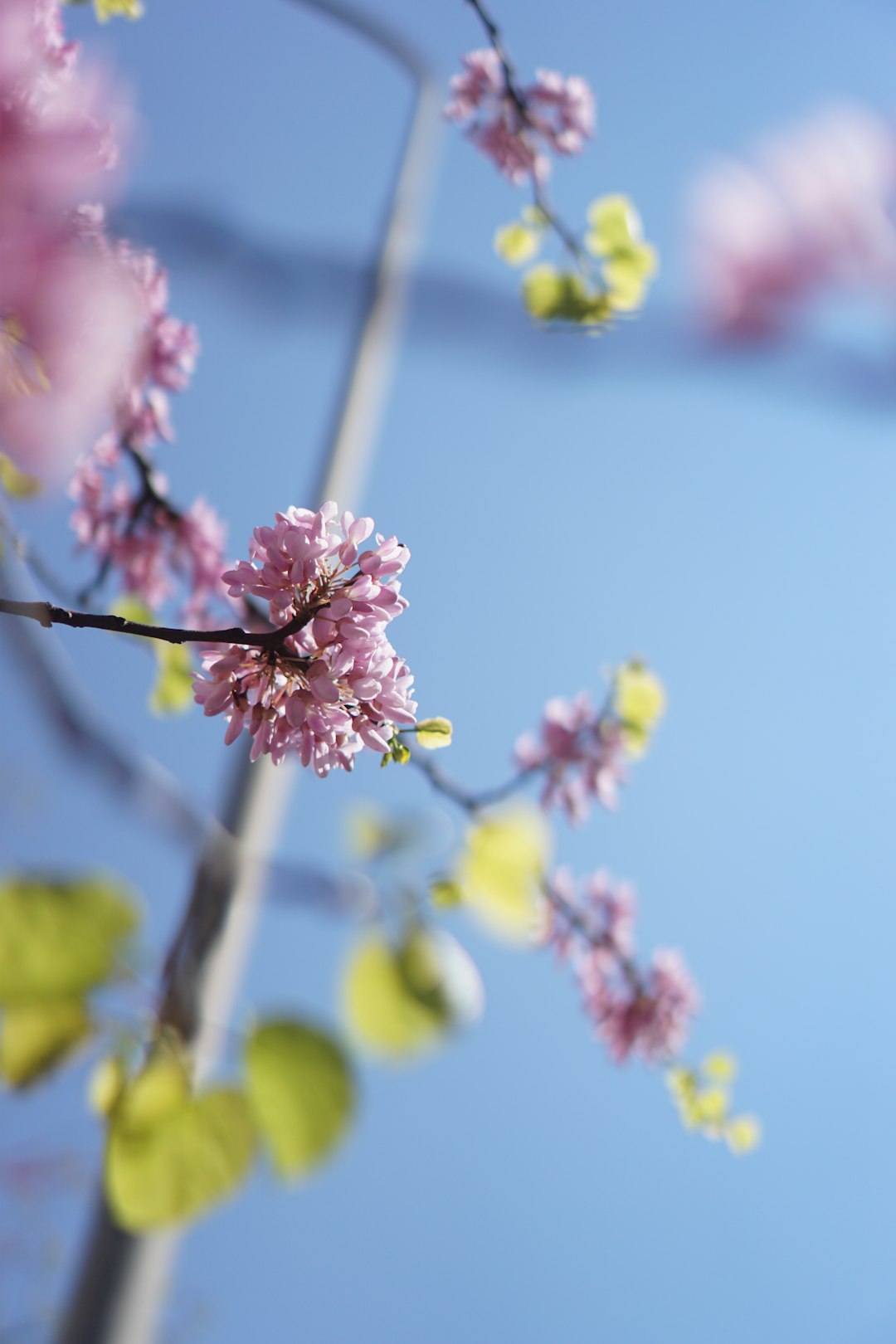 pink and white flower in tilt shift lens