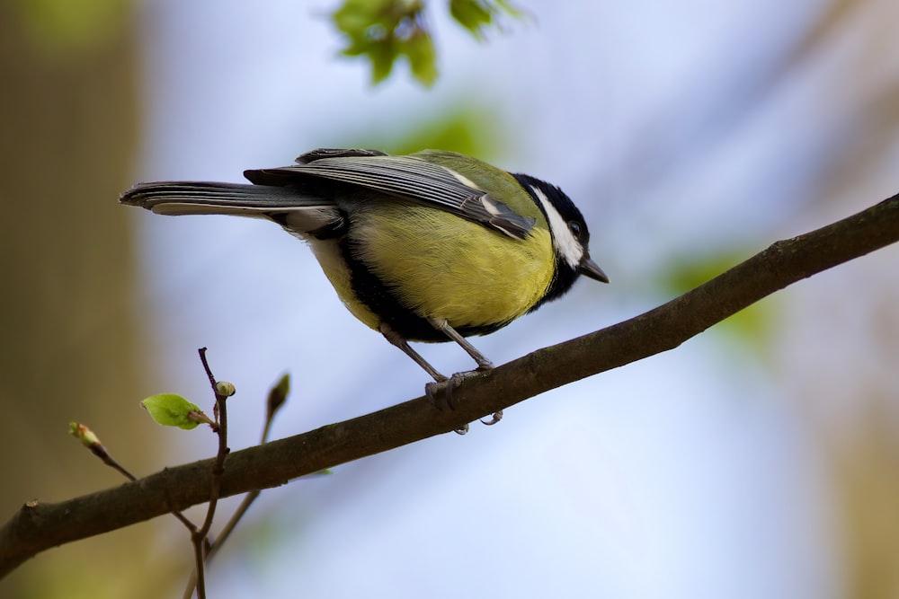 yellow and black bird on brown tree branch