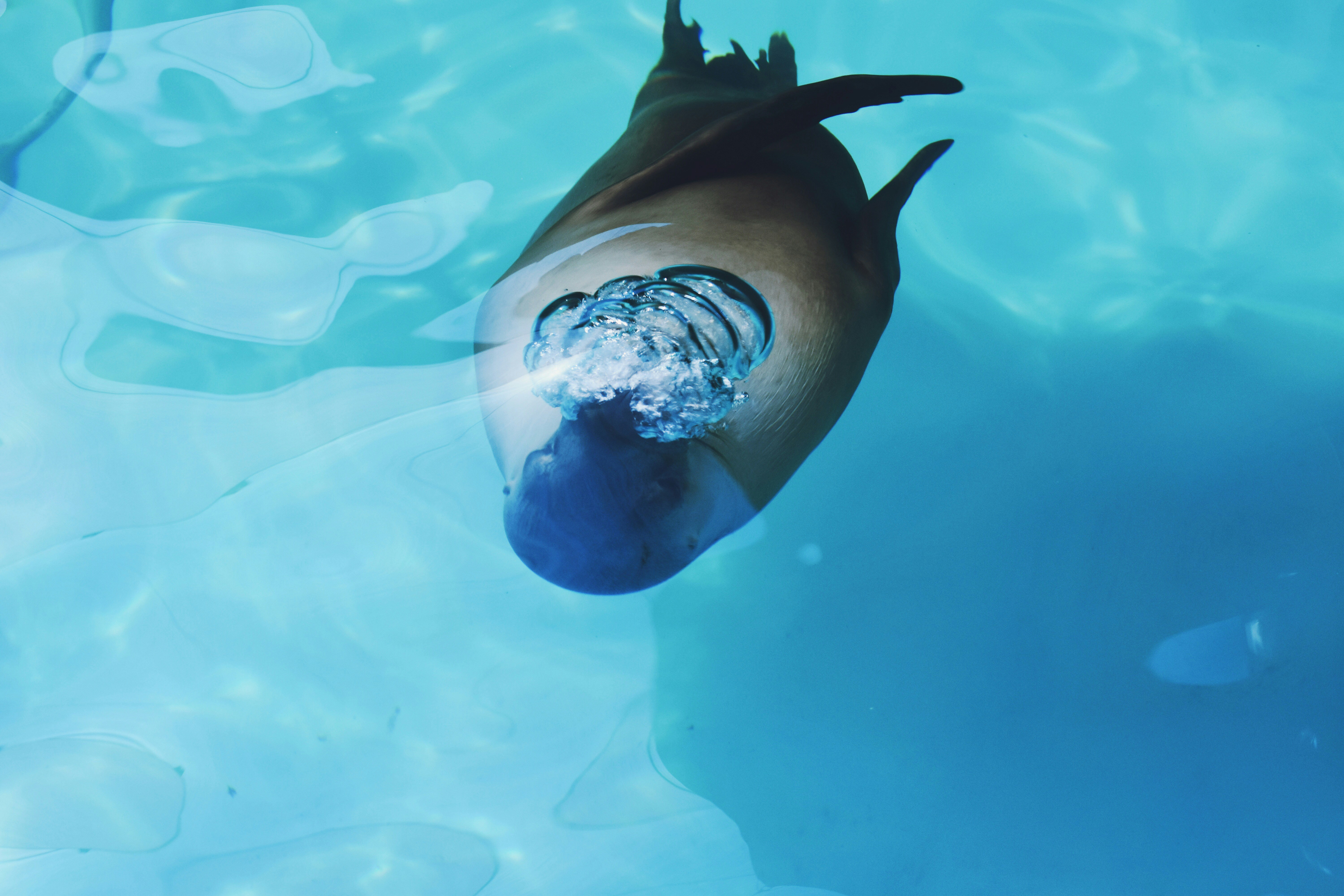 Sea lion swimming playfully underwater in clear blue ocean, bubbles trailing behind
