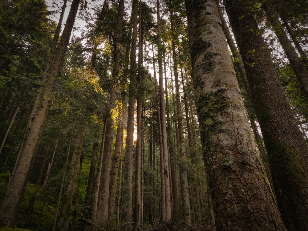 green and brown trees during daytime