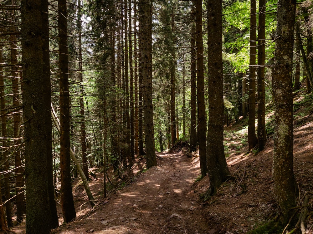 Arbres verts sur sol brun