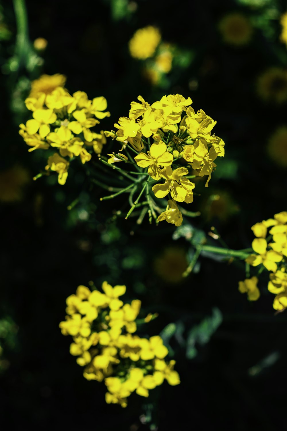 yellow flowers in tilt shift lens