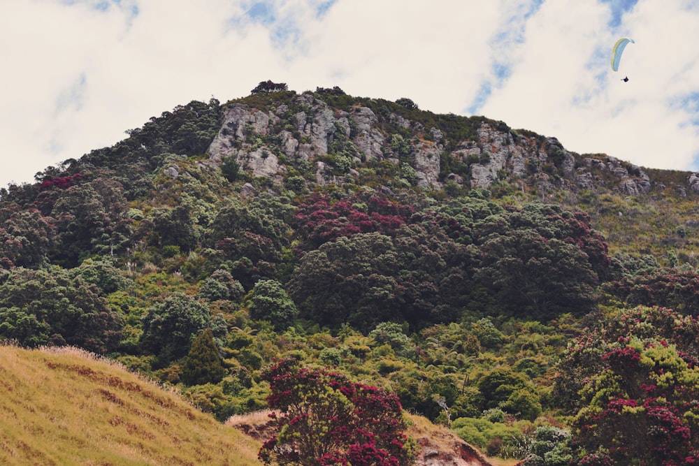 green trees on hill under white clouds and blue sky during daytime