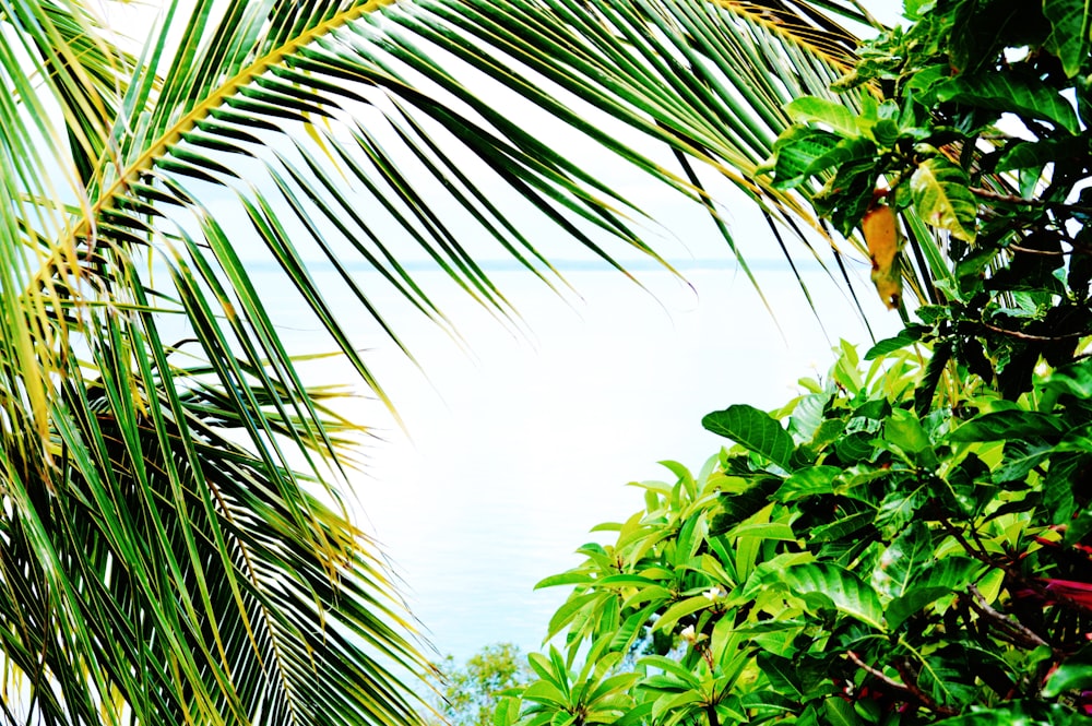 green palm tree under blue sky during daytime