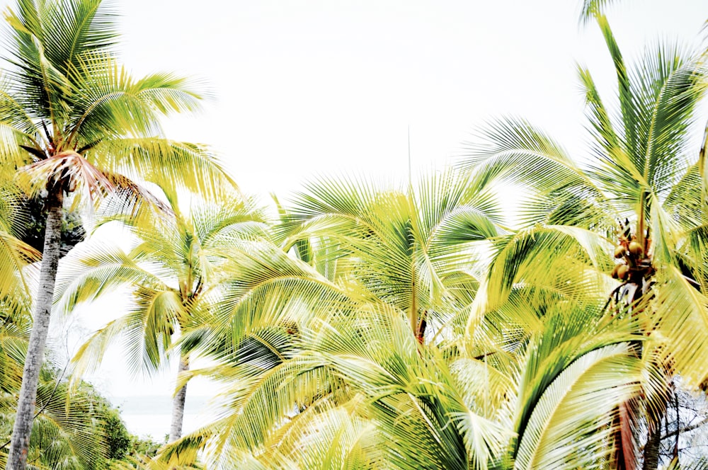 green palm tree near body of water during daytime