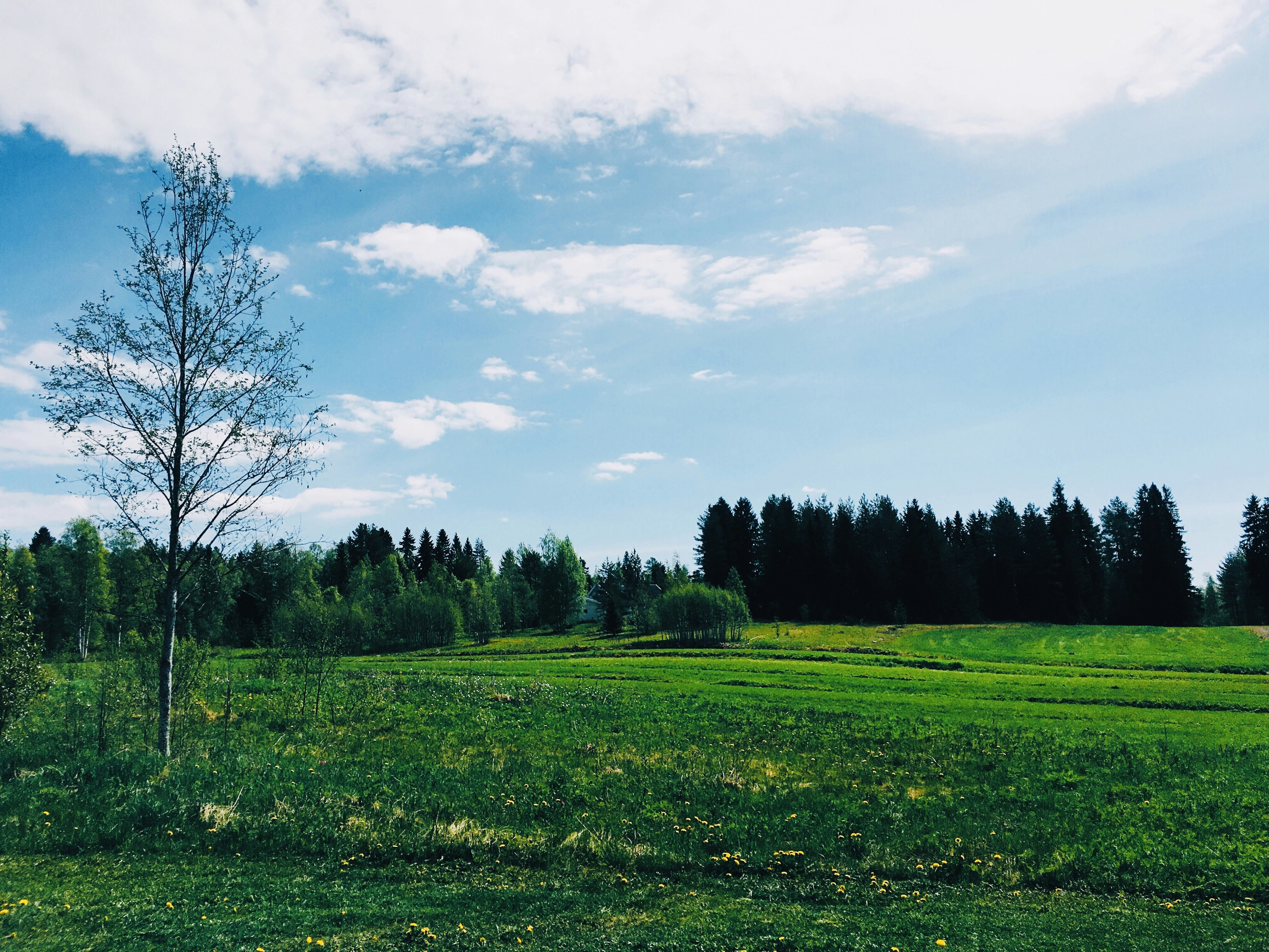 green grass field under blue sky during daytime