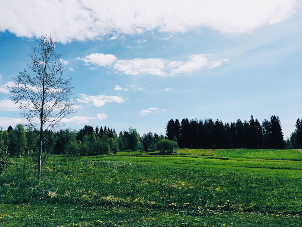 green grass field under blue sky during daytime