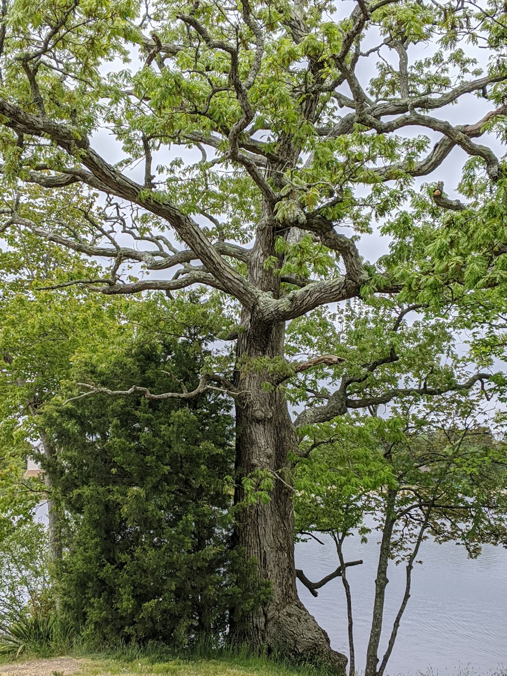 green tree near body of water during daytime