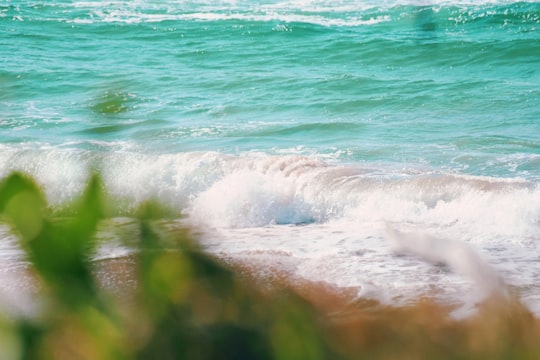 green grass on brown sand near body of water during daytime in Sunshine Coast QLD Australia