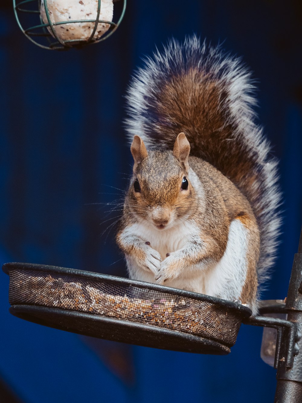 brown and white squirrel on brown wooden stick