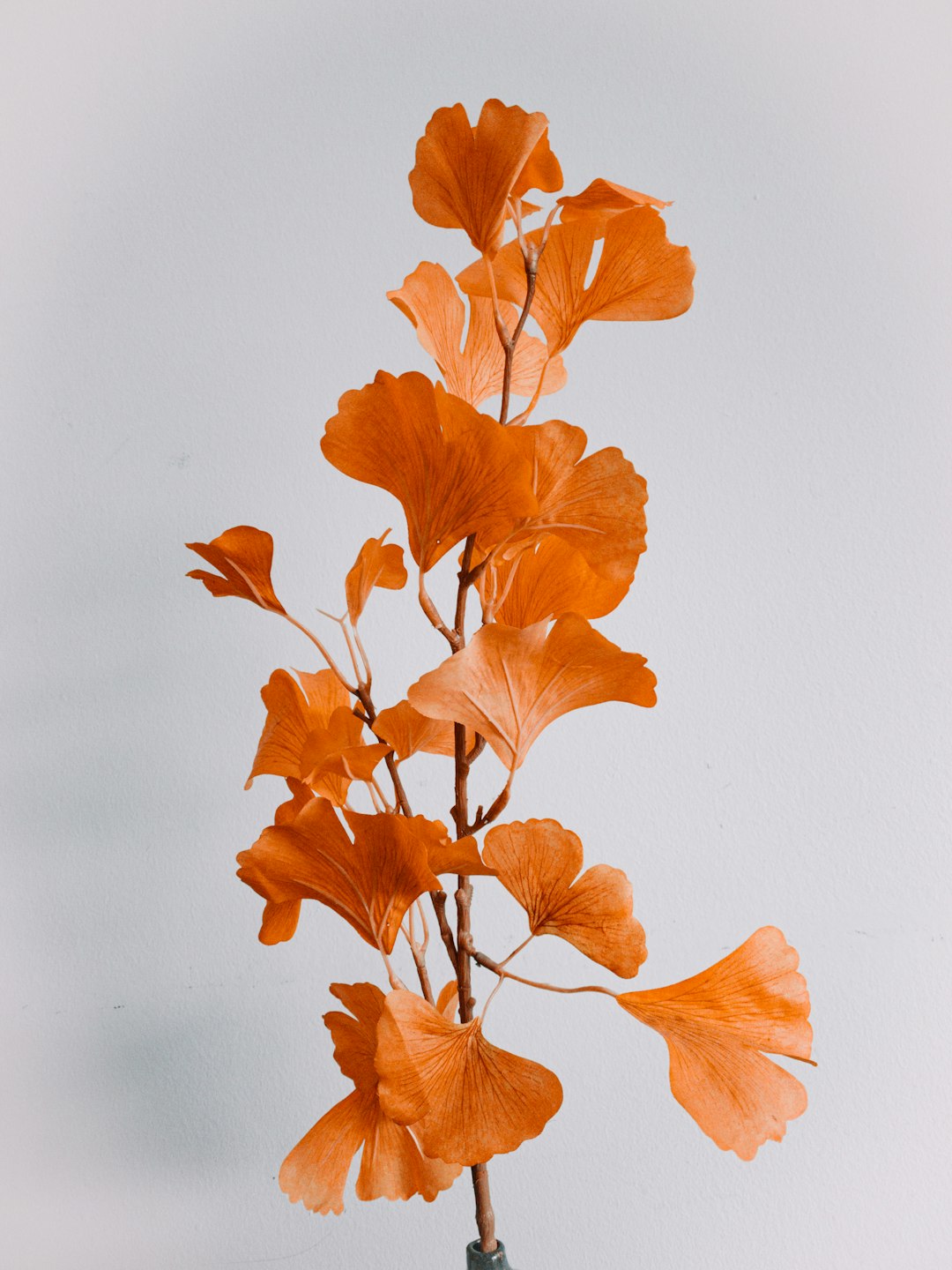 orange leaves on white surface