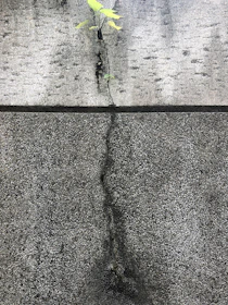 green plant on gray concrete wall