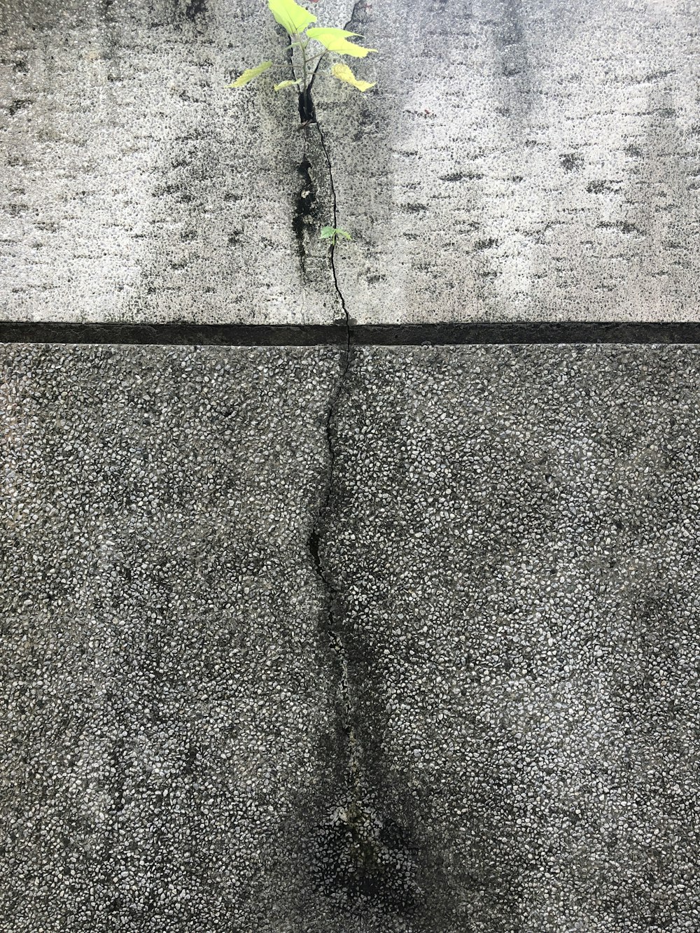 green plant on gray concrete wall