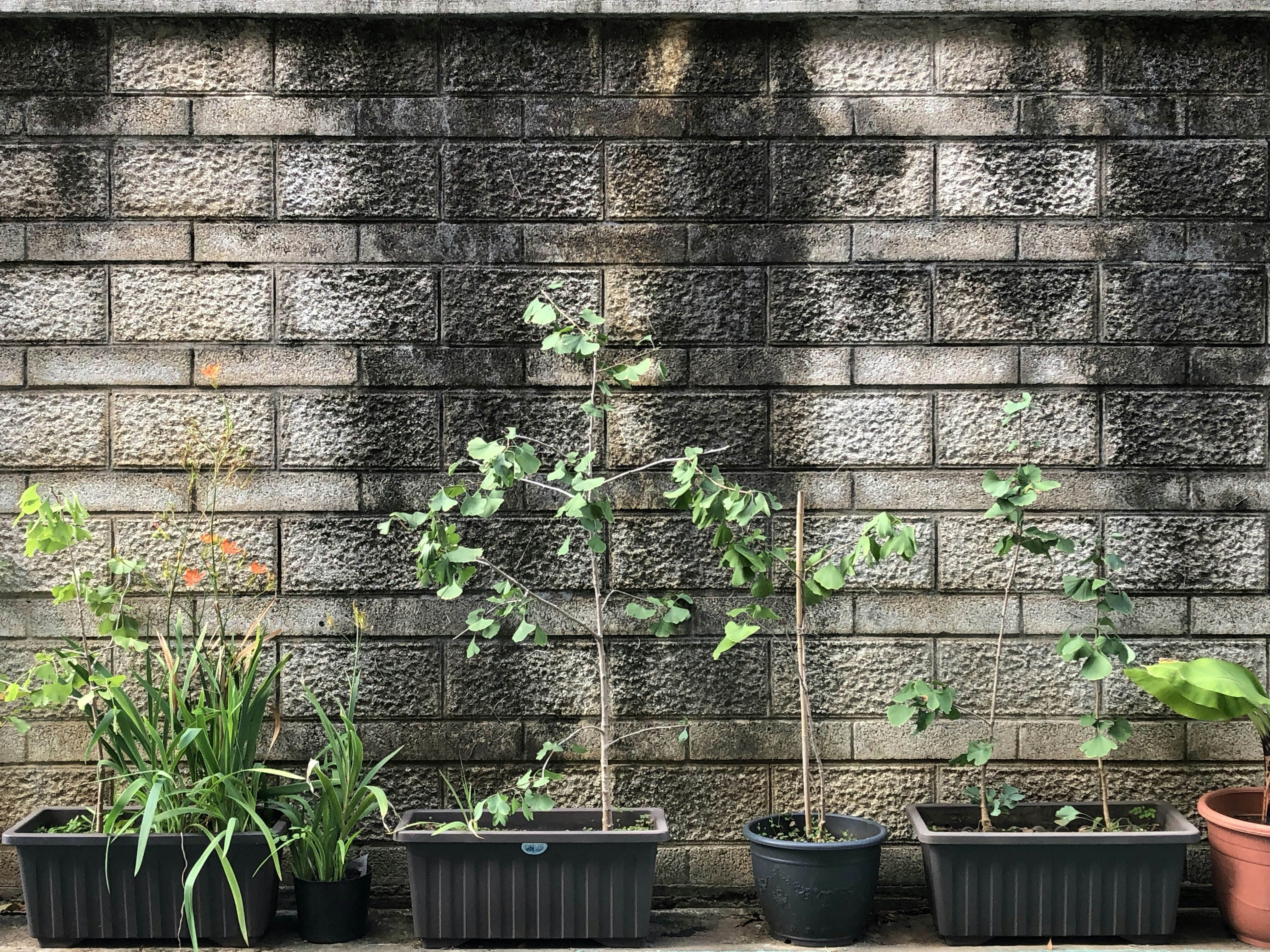 Fire-Resistant Flora: Surviving the Occasional Blaze (image credits: unsplash)