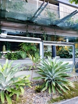 A modern building facade with large glass panels and metal framework is adorned with lush greenery. Various types of tropical plants and ferns are growing both at ground level and cascading from elevated planters.