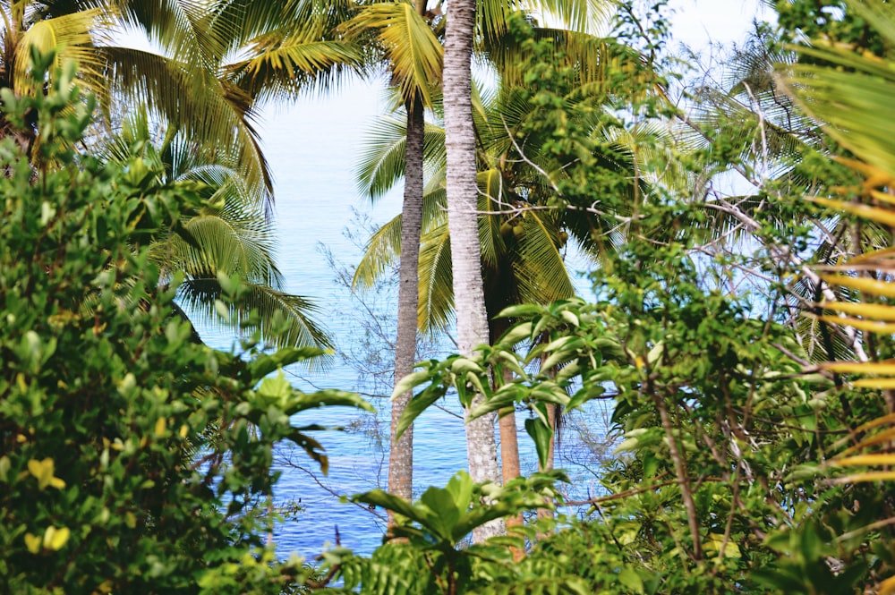 green palm trees near body of water during daytime