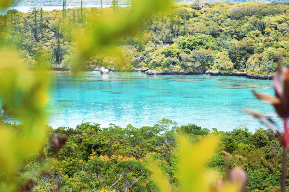 árvores verdes ao lado do mar azul durante o dia