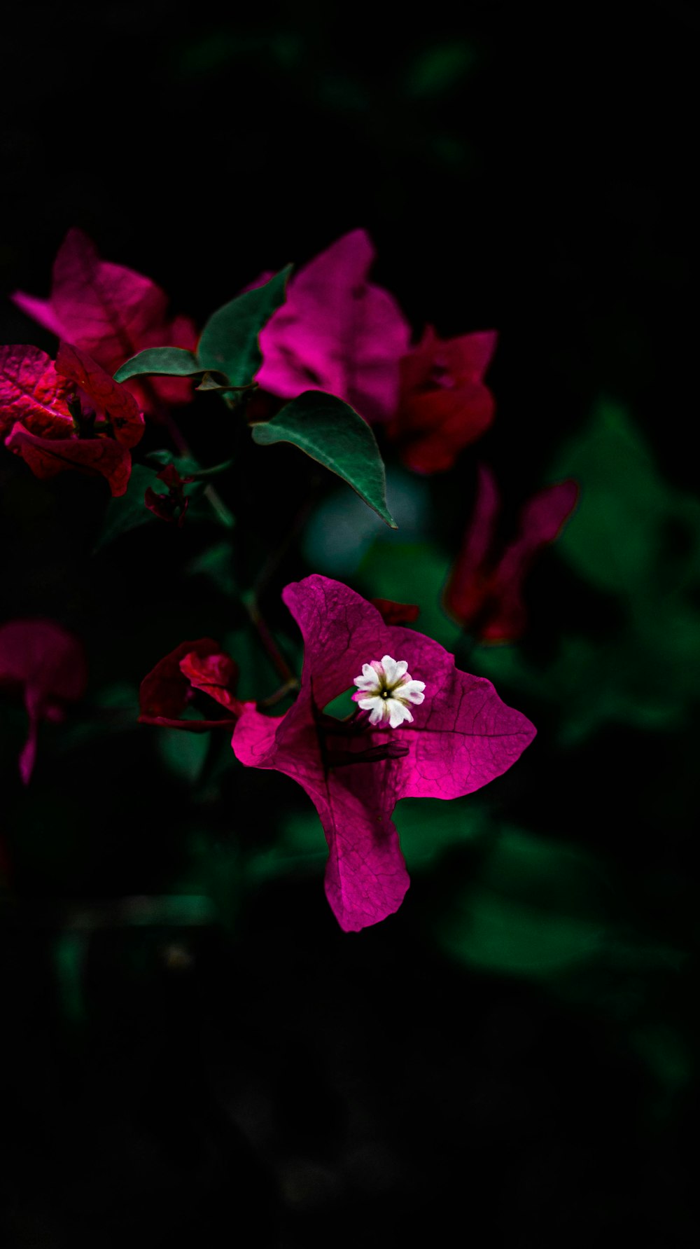 red flower in tilt shift lens