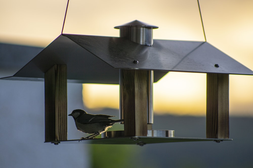 oiseau noir sur mangeoire à oiseaux grise