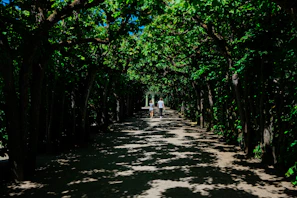 Residents walking along a lush nature trail under dappled sunlight, embracing calm and renewal.