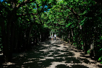 Residents walking along a lush nature trail under dappled sunlight, embracing calm and renewal.