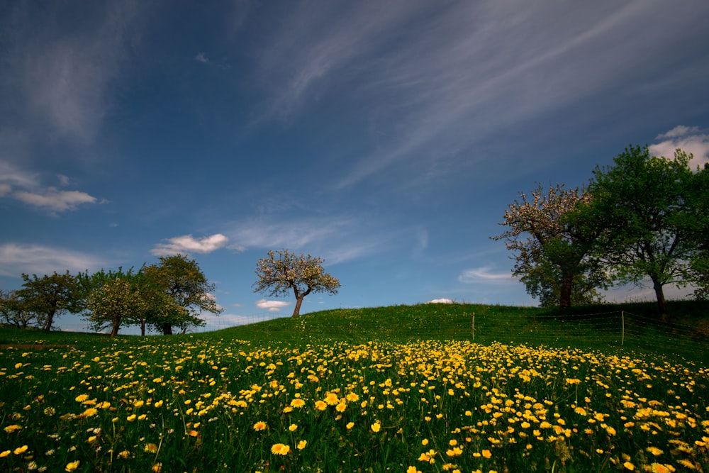 green grass field with trees under blue sky during daytime