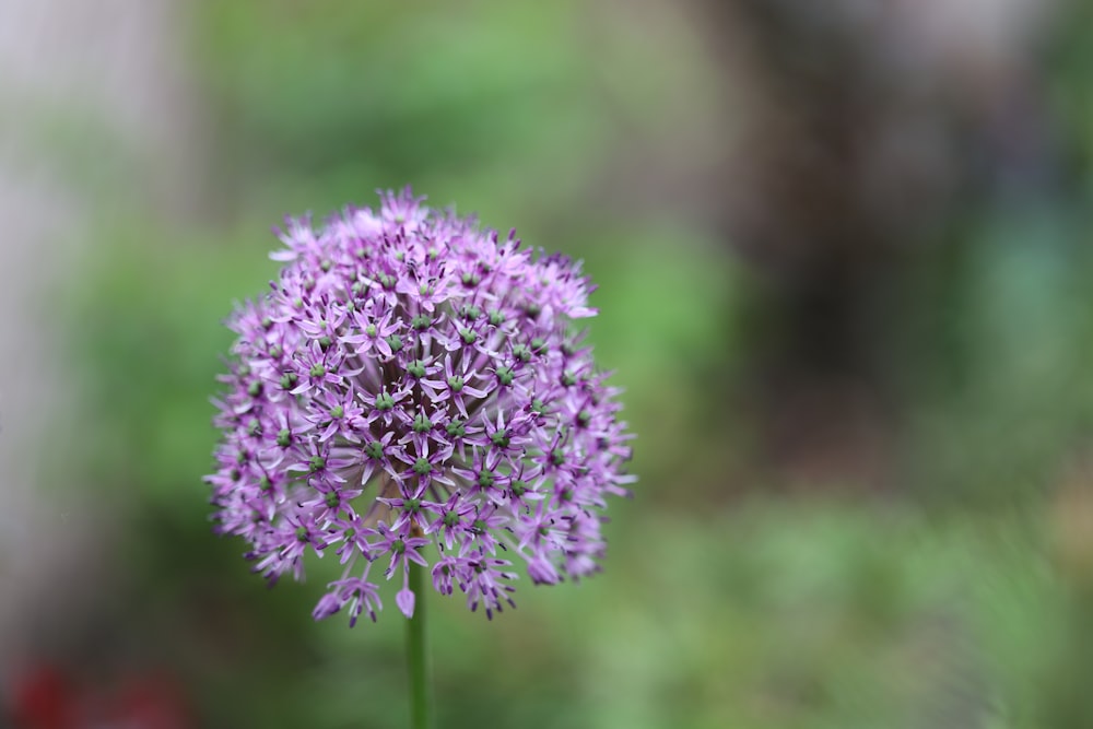 purple flower in tilt shift lens