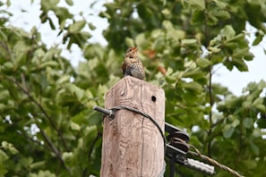 A bird with speckled brown and white feathers is perched on top of a weathered wooden utility pole. The pole is surrounded by green foliage, suggesting a natural outdoor setting. The bird appears to be singing, with its beak open.