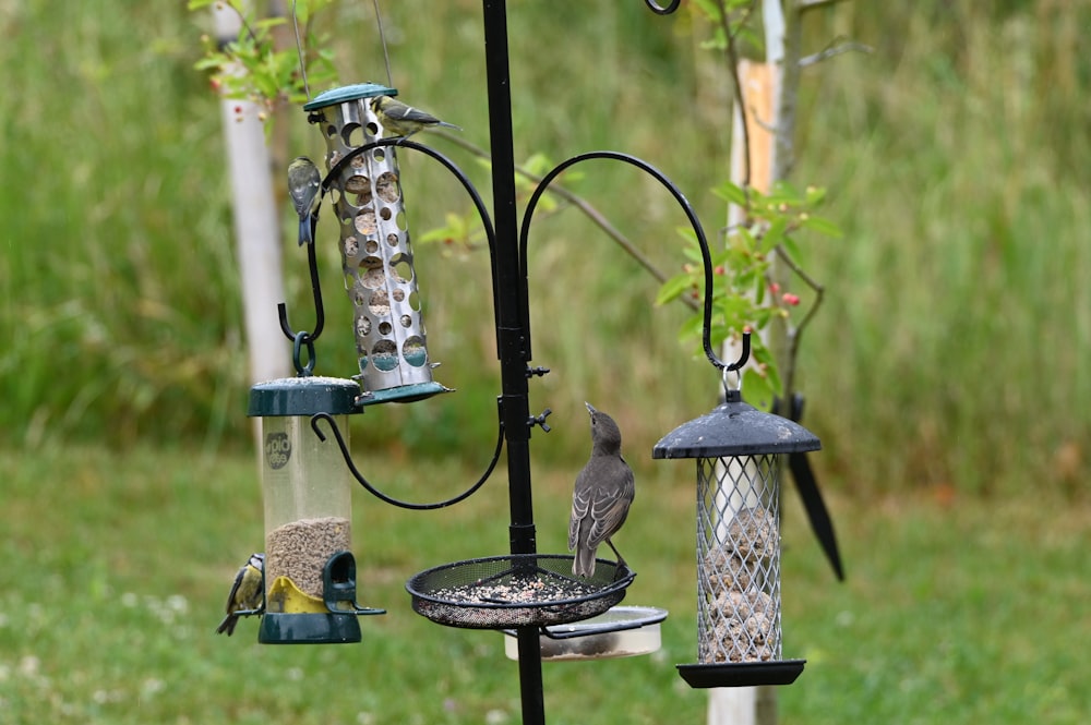 pájaro gris en comedero para pájaros de metal negro