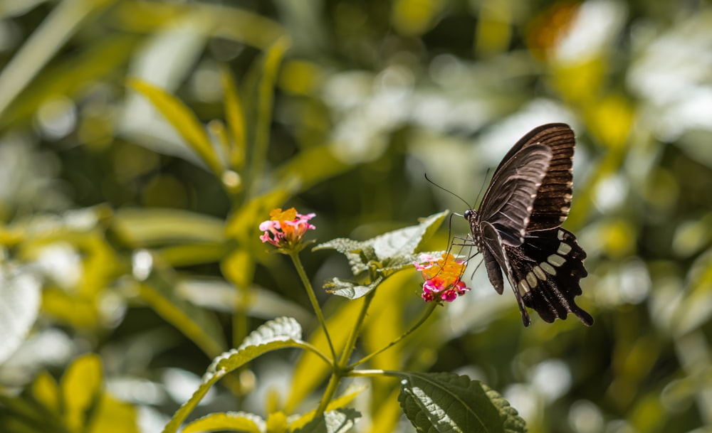 black and white butterfly on white flower during daytime