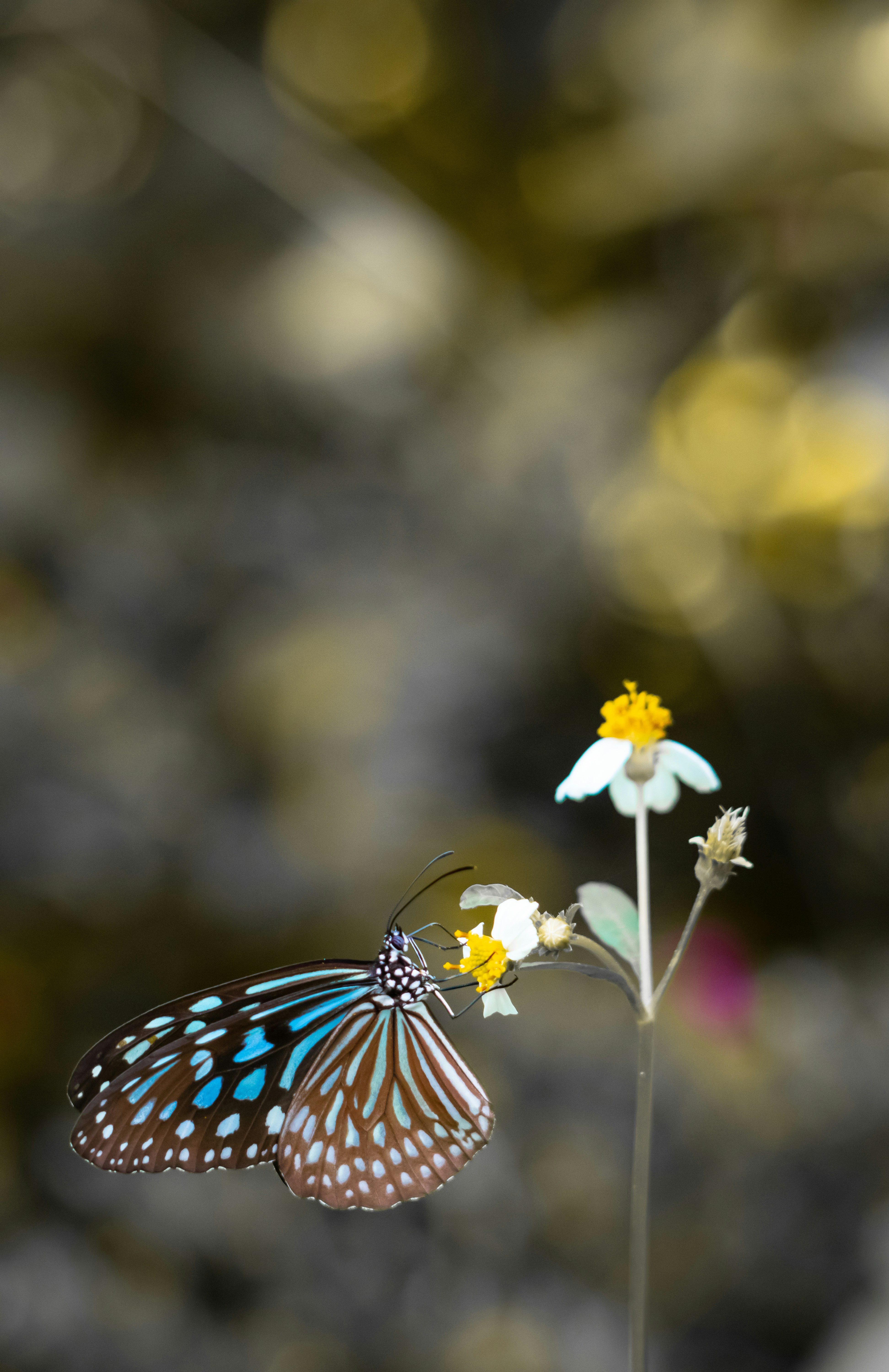 black and white butterfly perched on white flower in close up photography during daytime