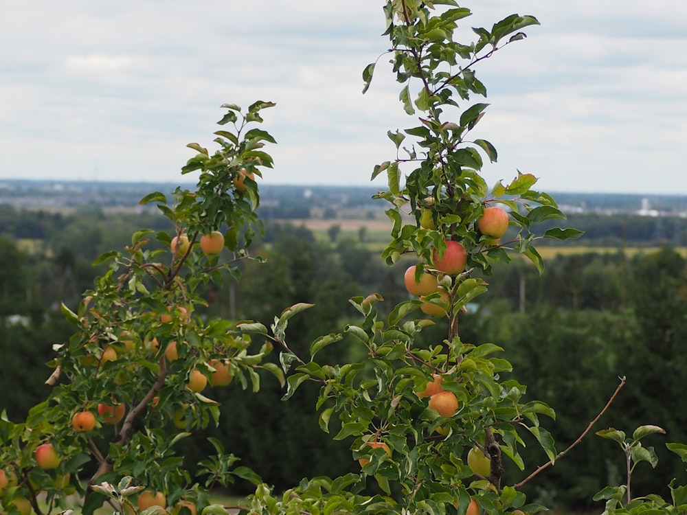 orange fruit on green tree during daytime