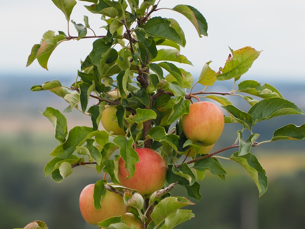 red apple fruit on tree