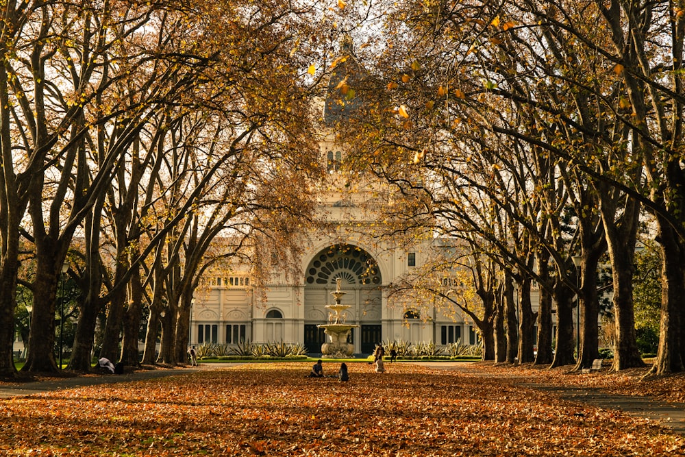 brown trees near brown concrete building during daytime